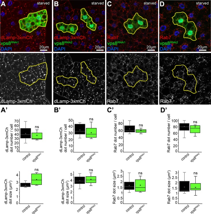 Figure 4—figure supplement 2.