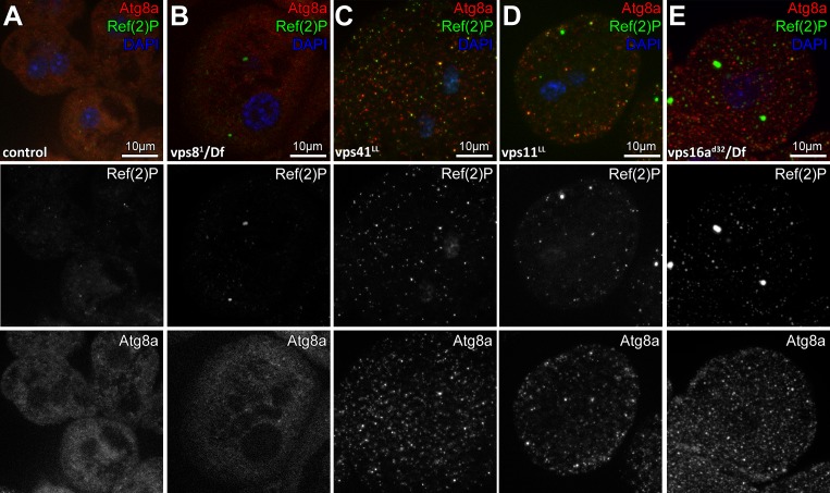 Figure 2—figure supplement 3.