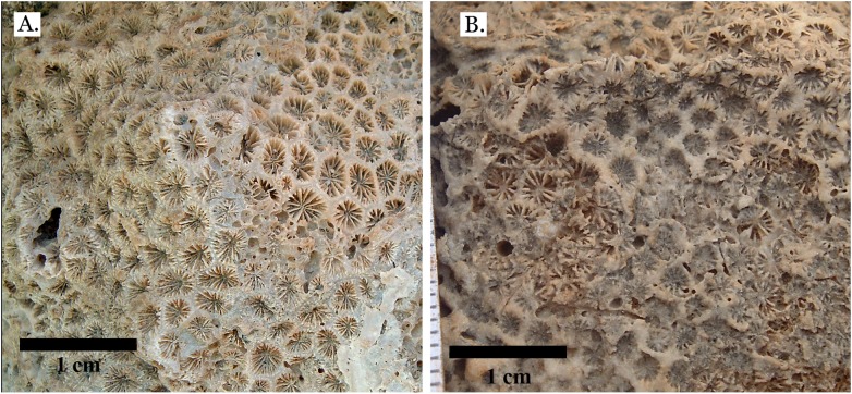 Figure 20