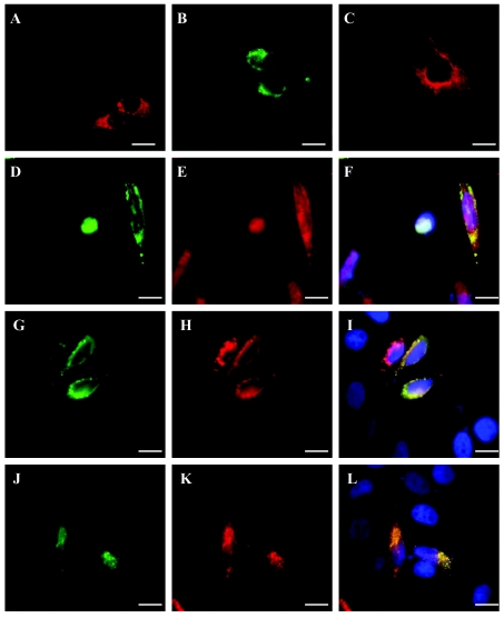 Figure  2. 