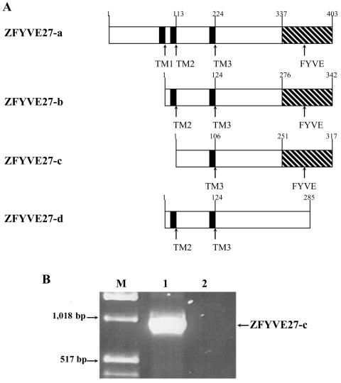 Figure  1. 