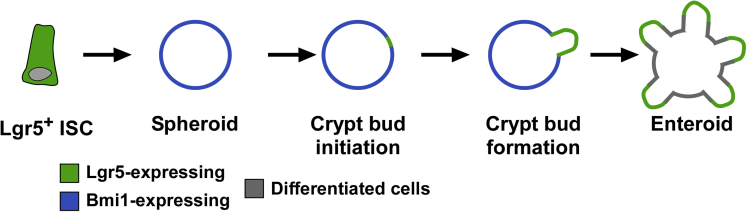 Figure 9