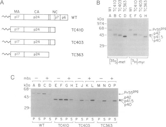 graphic file with name pnas01132-0504-a.jpg