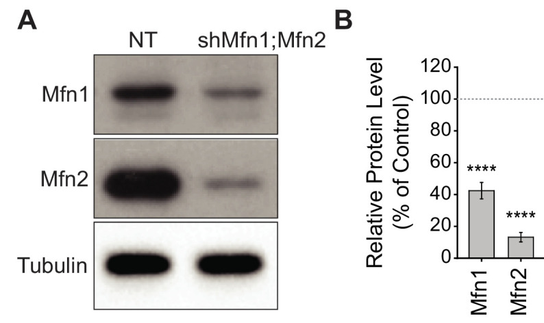 Figure 7—figure supplement 1.