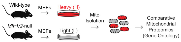 Figure 6—figure supplement 1.