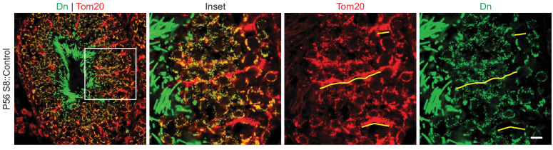 Figure 1—figure supplement 1.