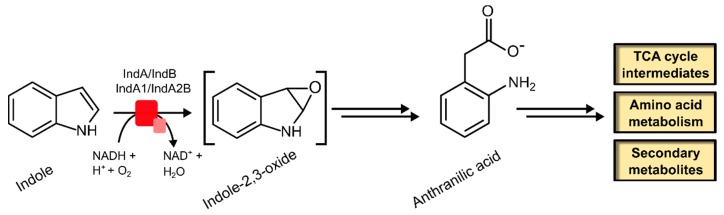 Scheme 4