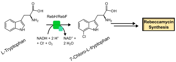 Scheme 6