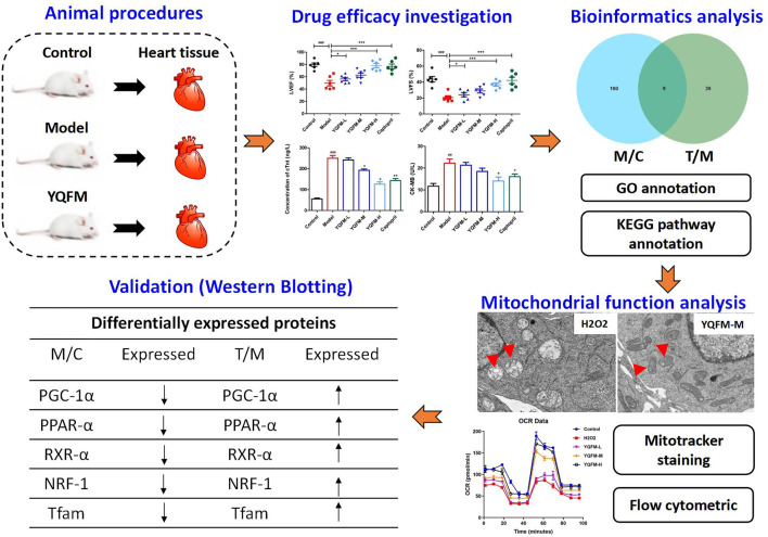 Graphical Abstract