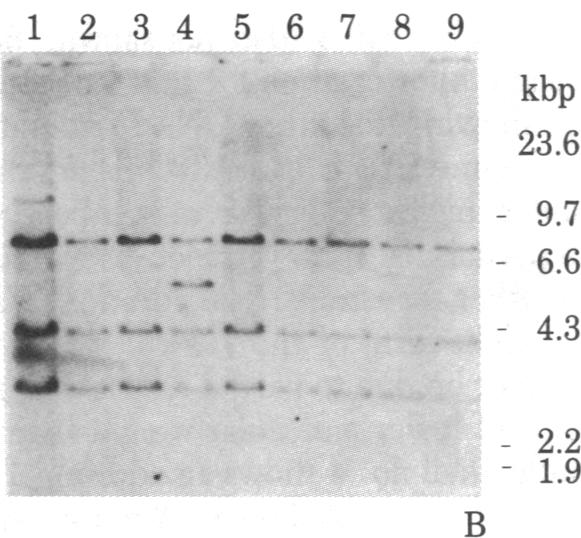 graphic file with name pnas00638-0186-a.jpg