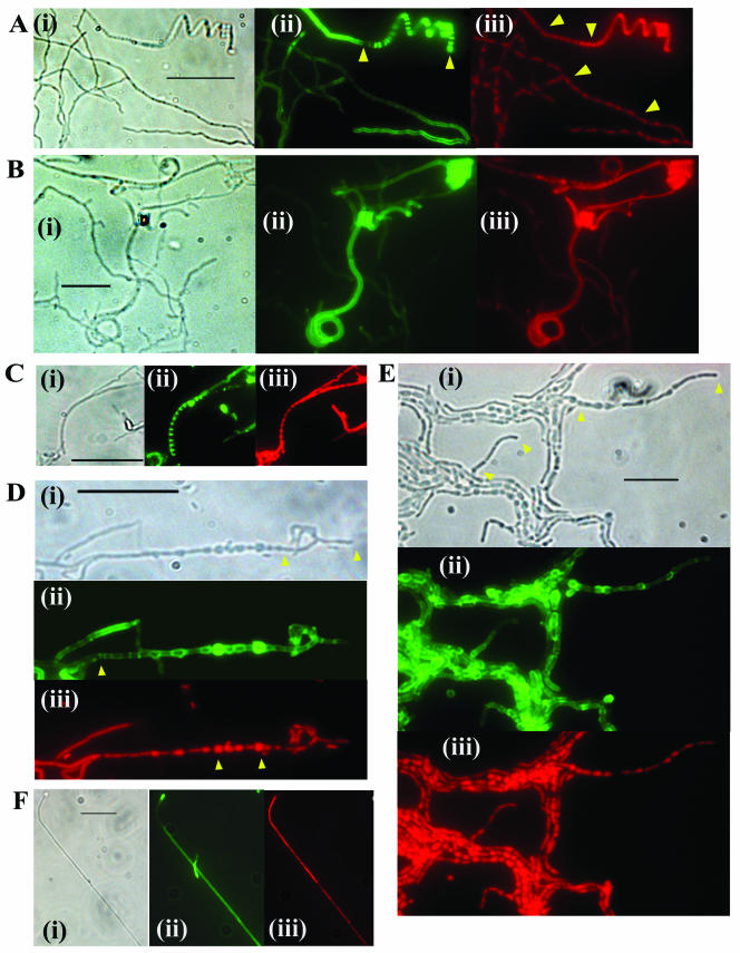 FIG.4.