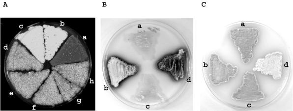 FIG. 3.