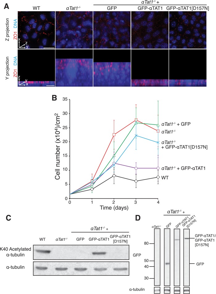 FIGURE 2: