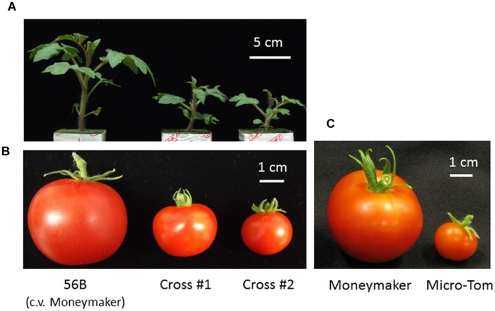 FIGURE 2