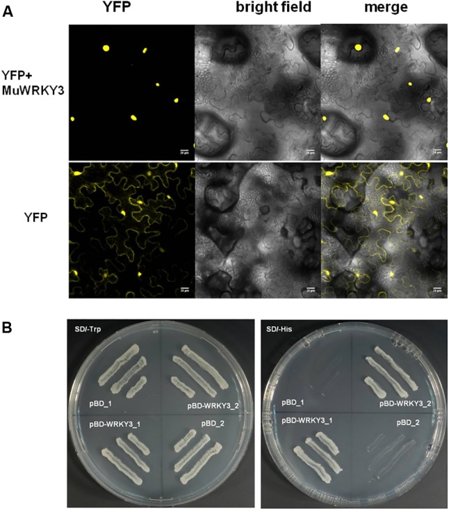 FIGURE 2