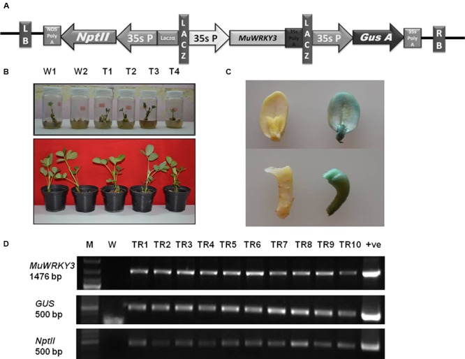 FIGURE 3