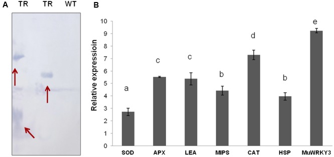 FIGURE 6