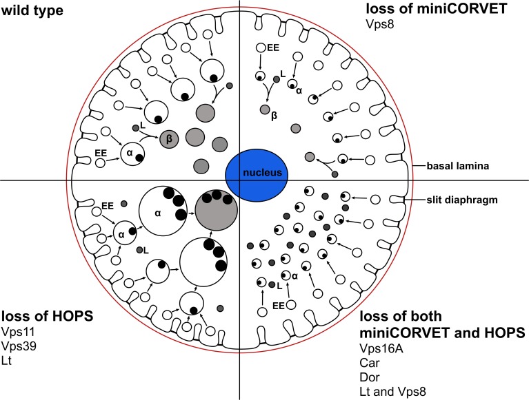 Figure 11.