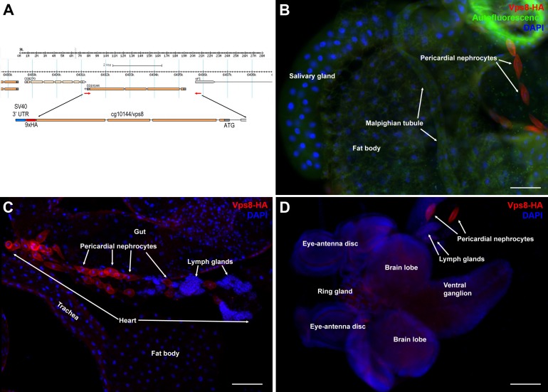 Figure 1—figure supplement 1.