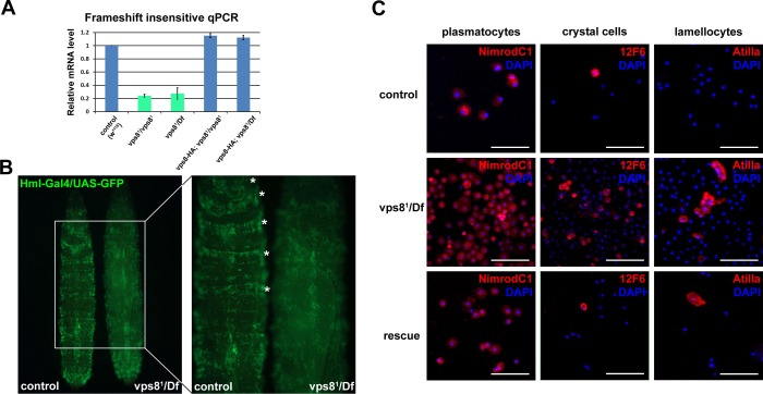 Figure 3—figure supplement 1.