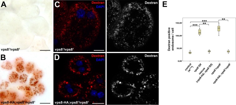 Figure 4—figure supplement 1.