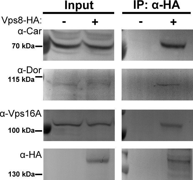 Figure 6—figure supplement 1.