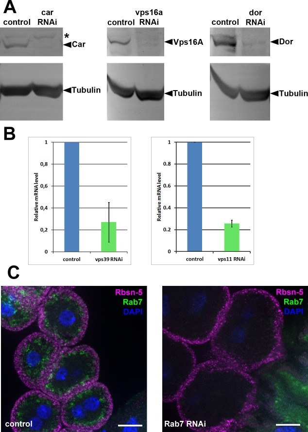 Figure 9—figure supplement 2.