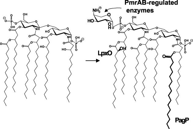 FIG. 13.