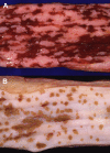 Fig. 19