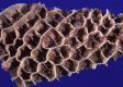 Fig. 25