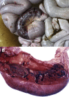 Fig. 49