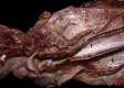 Fig. 21