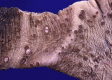 Fig. 35