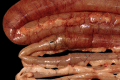Fig. 3