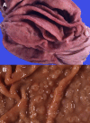 Fig. 40