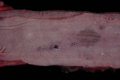 Fig. 17