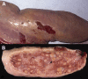 Fig. 13