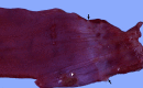 Fig. 20