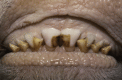 Fig. 6