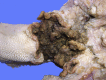 Fig. 14