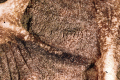 Fig. 26