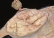 Fig. 22