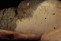 Fig. 9