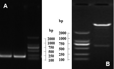 Fig 1.