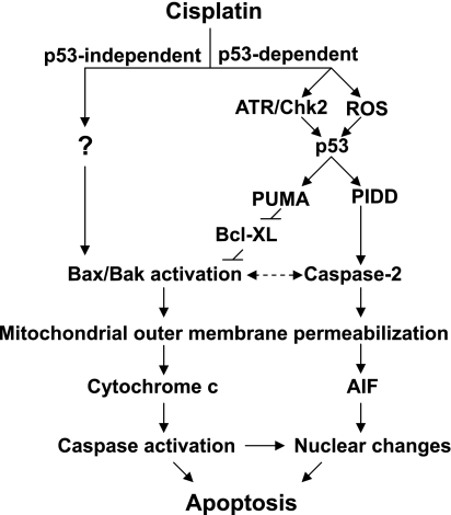 Fig. 10.