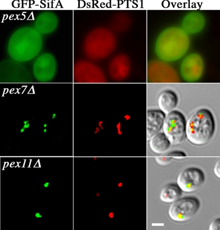 Figure 5.