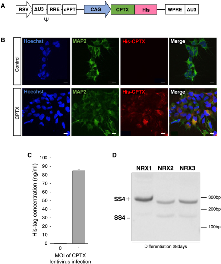 Figure 1