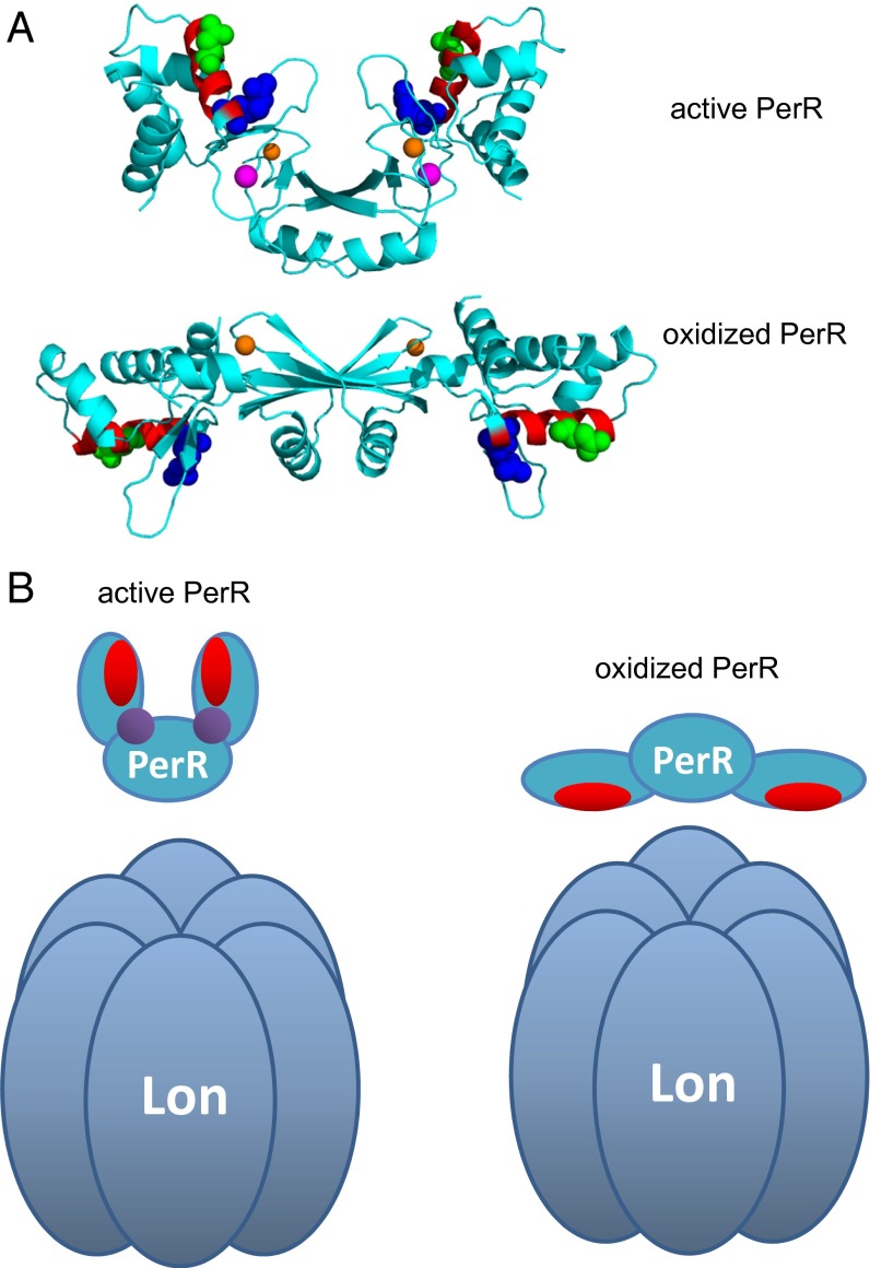 Fig. 7.