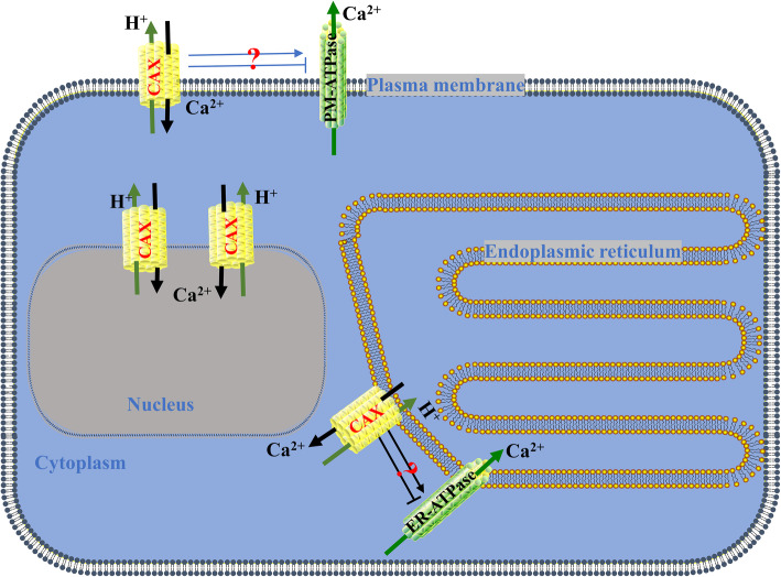 Fig. 11