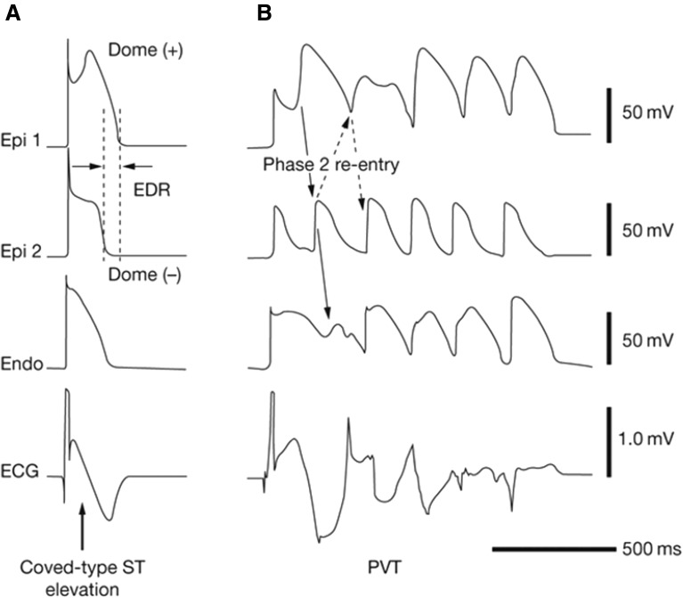 Fig. 7